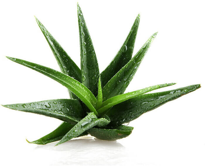 Haarkur aus Aloe Vera